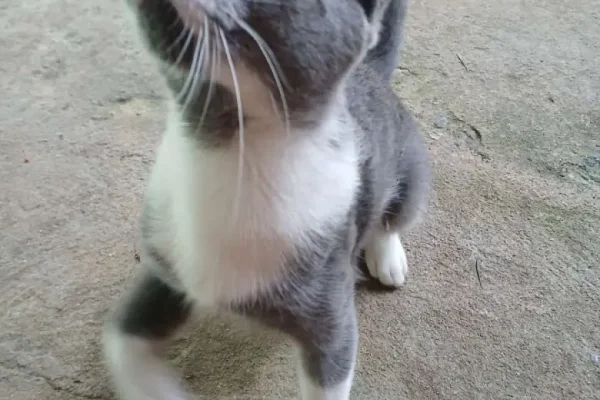 pets_4