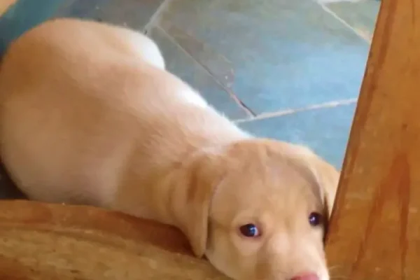 pets_5